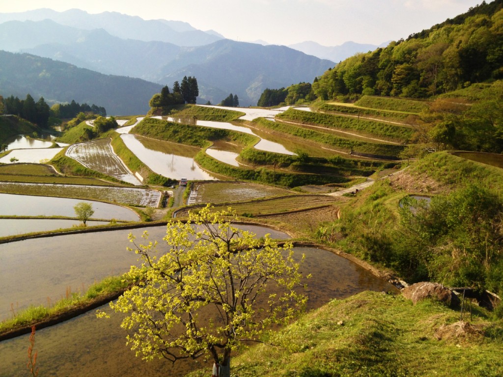 rice_terrace_20140108_1